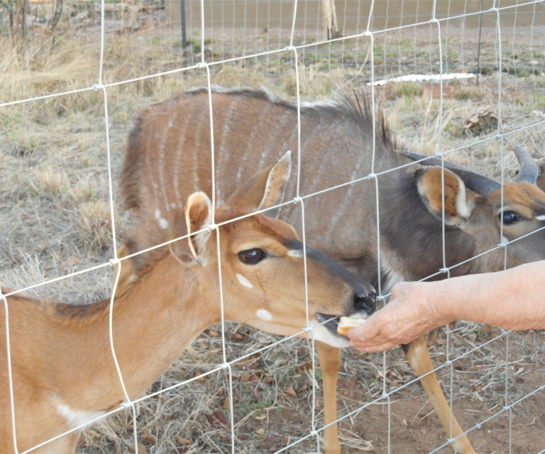 Wild Life